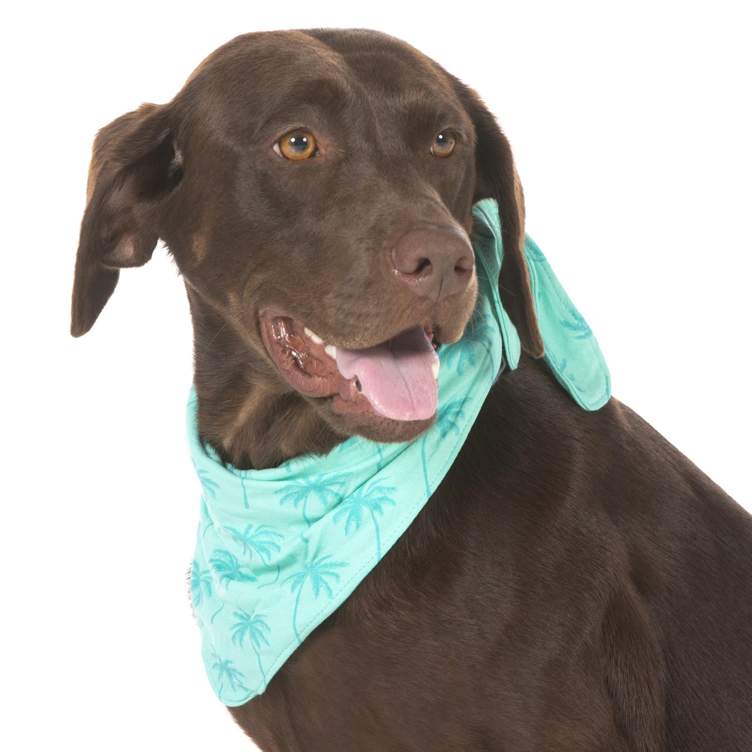 Print Dog Bandana in Glass Palm Trees